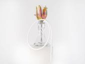 Anima TULIP BLOOM���˥ޡ����塼��åץ֥롼��55cm