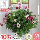 �ѥ󥸡����ӥ���Υϥ󥮥󥰥Х����å� �󤻿��� [���������硼��] M������ ����ץ�