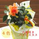 �������� Ȭ�ź餭 �ϥ��ӥ����� 4���� �ϥ��ӥ����� ȭ����(5��ȭ �⤵��40cm����) 