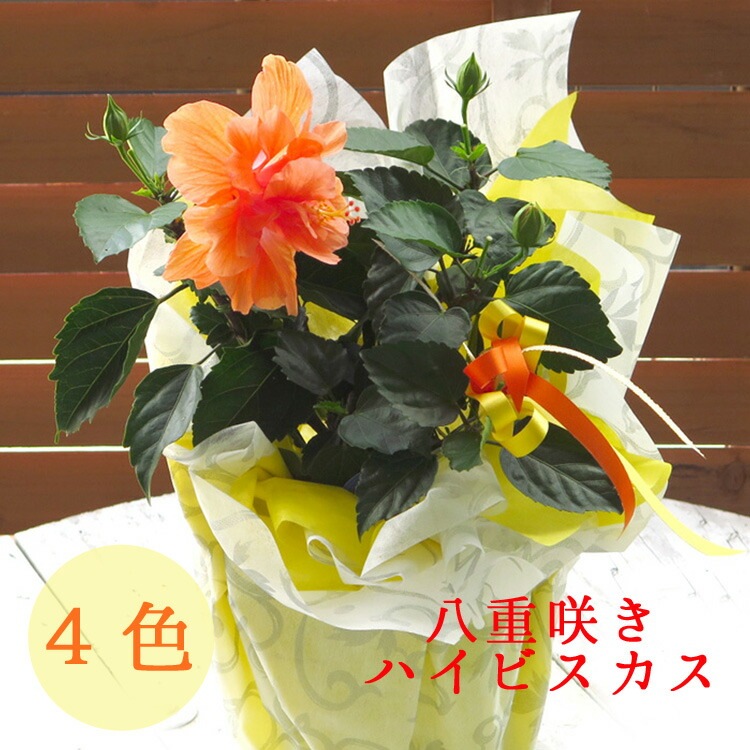 珍しい 八重咲き ハイビスカス 4色／ ハイビスカス 鉢植え(5号鉢 高さ