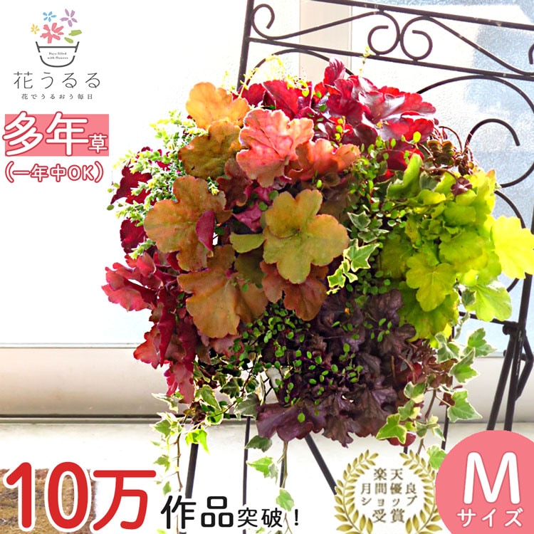 宿根草 コスパ抜群 花うるる ハンギング 寄せ植え[ヒューケラ MIX