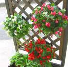 ��3�ĥ��å� ����̵���ۥ٥��˥��Υϥ󥮥� �󤻿��� [3�����å� ʡ��] �դ����ս��˳���