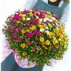 ͽ9/ȯϡʤ1 0 0 0 غ餭! 餭ǥޥΥᥬȭ  8ȭ 