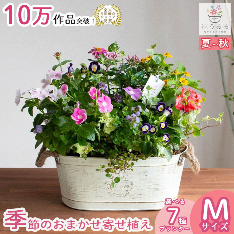 ���֤���� ���ޤ������ֵ���δ󤻿���in �֥ꥭ �ץ�󥿡� (��Ĺ)��