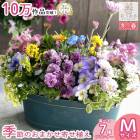 �ڥ֥ꥭ �ץ�󥿡� �󤻿����۲֤���� ���ޤ��������[��Ĺ]