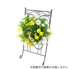 �ե�������� �ϥ󥮥� ���ѡڥ����ȥ���Ʊ��OK �ޤꤿ���߼�