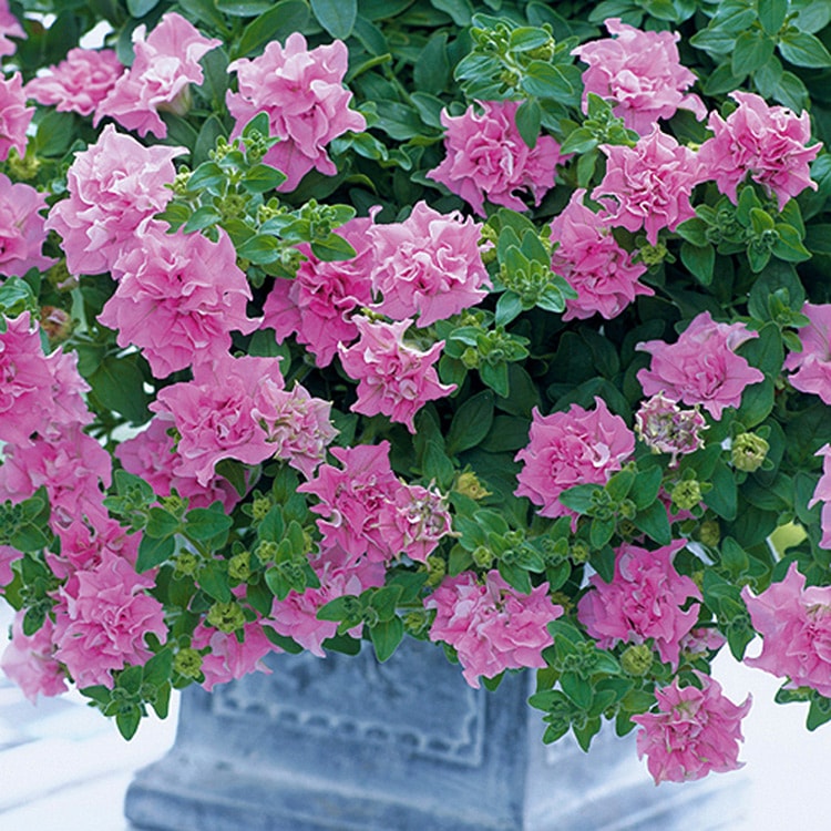 ����ʬ���ʤ����Ԥ����� �����ء��͵���Ȭ�ťڥ���˥��֥ɥ쥹���åץͥ��סڥ饤�ȥԥ󥯡ۡ�10.5cm�ݥå��ġ˥��������İ����ʥڥ���˥� �� ���å� ���ե��˥���