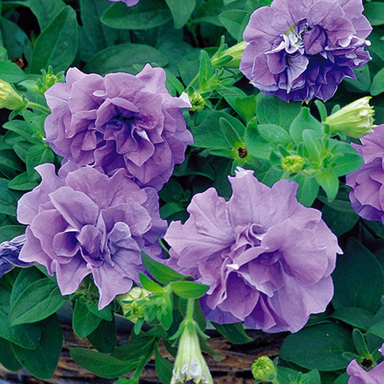 ���������ĥ֥��� Ȭ�ťڥ���˥��� �ɥ쥹���åס֥饤�ȥ֥롼��(9cm�ݥå���)(�ڥ���˥� �� ���å� �����ǥ˥� ���ե��˥� Ȭ�ź餭 �鯺餭 �����ǥ˥� ȭ���� ���� ���� �󤻿��� �ϥ󥮥󥰥Х����å� ���ե��˥� ����