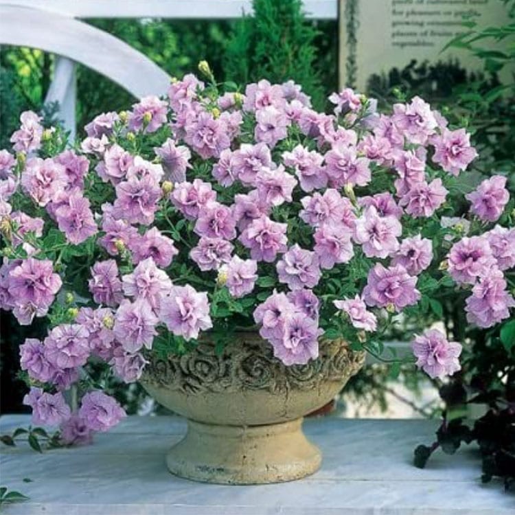 タキイ種苗ブランド 八重ペチュニア苗 ドレスアップ「ラベンダーピンク