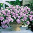 ���������ĥ֥��� Ȭ�ťڥ���˥��� �ɥ쥹���åס֥�٥�����ԥ󥯥�������(9cm�ݥå���)