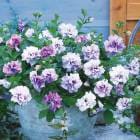 ���������ĥ֥��� Ȭ�ťڥ���˥��� �ɥ쥹���åס֥�٥������(9cm�ݥå���)