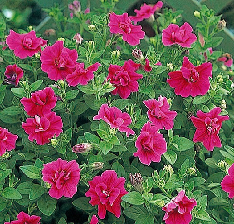 ��������Ȭ�ťڥ���˥��ġ֥ɥ쥹���åס��ɳ��֥������ס�9cm�ݥå���)�ʥڥ���˥� �� ���å� �����ǥ˥� ���ե��˥��� Ȭ�ź餭