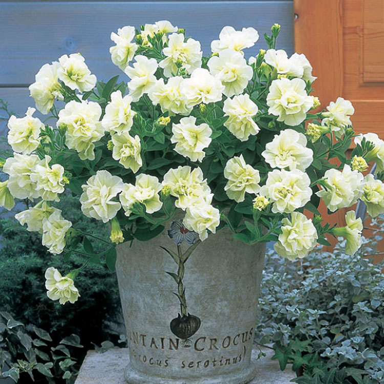 ���������ĥ֥��� Ȭ�ťڥ���˥��� �ɥ쥹���åס֥饤���(9cm�ݥå���)(�ڥ���˥� �� ���å� �����ǥ˥� ���ե��˥� Ȭ�ź餭 �鯺餭 �����ǥ˥� ȭ���� ���� ���� �󤻿��� �ϥ󥮥󥰥Х����å� ���ե��˥� ����