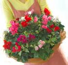 �����ǥ󥷥�����Υᥬ����󤻿����֥��奨�꡼BOX��