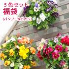 �ѥ󥸡����ӥ���Υϥ󥮥󥰥Х����å� �֤���� �󤻿��� [3�����å�ʡ��] M������ ����ץ�