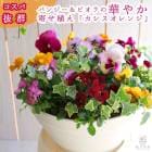 ֤͵No.1ѥ󥸡ӥδ󤻿[(ץ󥿡ver]