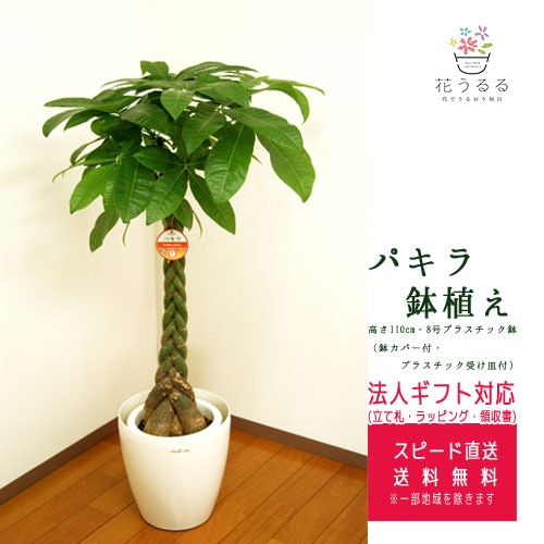 パキラ 約６５センチ ブリキ鉢 観葉植物 パキラ 8号プラスチック鉢(鉢カバー付き) 高さ約1.1m | 観葉