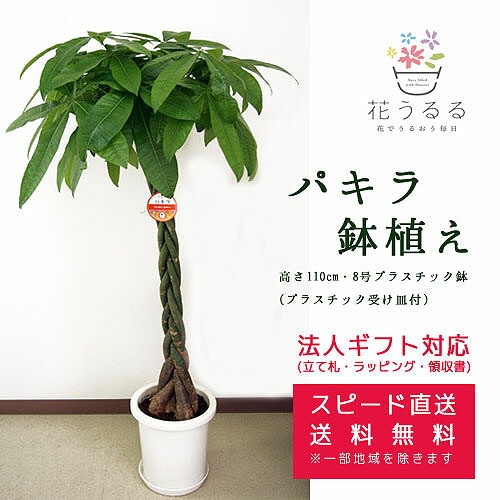 観葉植物 パキラ8号プラスチック鉢 高さ約1.1m | 観葉植物 | 花うるる 本店