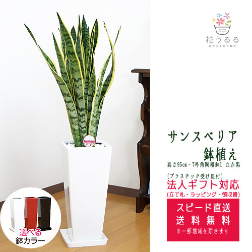 観葉植物 サンスベリア 7号 角陶器鉢スリム(白赤黒)高さ約95cm