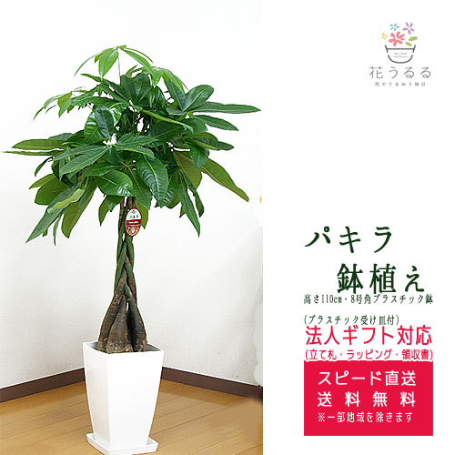 観葉植物 パキラ 8号角プラスチック鉢 高さ約1.1m | 観葉植物 | 花