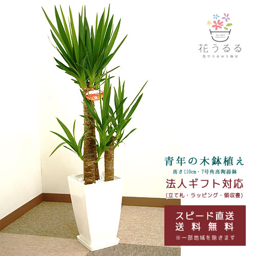 観葉植物 ユッカ(青年の木)7号角プラスチック鉢(白)高さ約1m 【kan