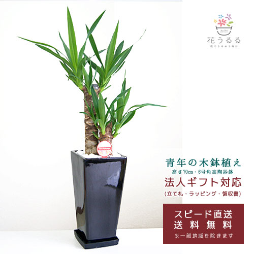 観葉植物 ユッカ(青年の木)6号角高陶器鉢(白黒)高さ約70cm【kan-yucc06