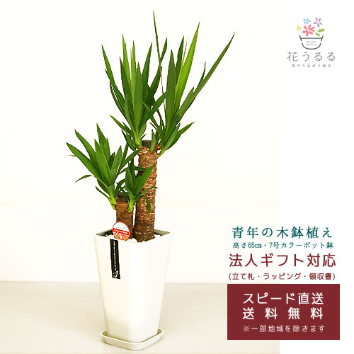 観葉植物 ユッカ(青年の木)6号カラーポット 高さ約65cm【kan-yucc06