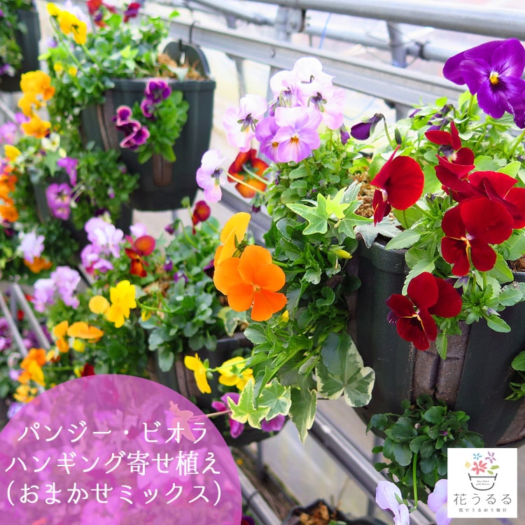 アッサンブラージュ〛春の寄せ植え パンジービオラ バスケット
