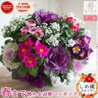  եܥΥϥ󥮥󥰥Хåȴ󤻿[(٤]Mղð ӥ          ϥܥ  ֥󥸥 ꡼  ȭ  Хå  եե ѥ󥸡 