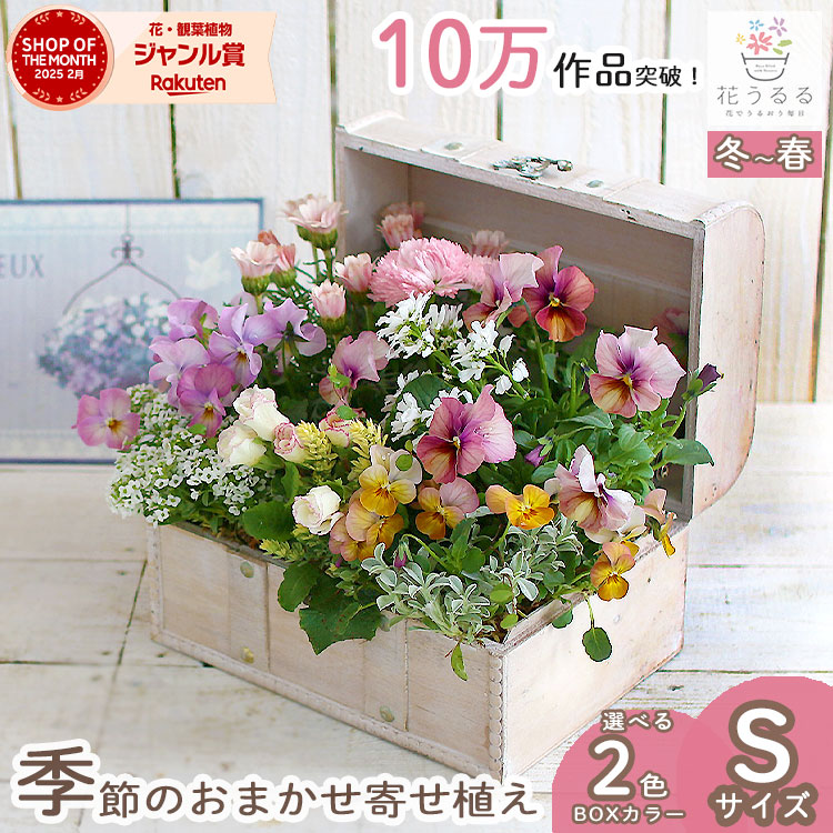 ☆３色３鉢セット☆華やかに長く楽しむ寄せ植え☆花☆ 楽天市場】【誕生日】【ギフト】 【年末年始用】ボリュームあるL