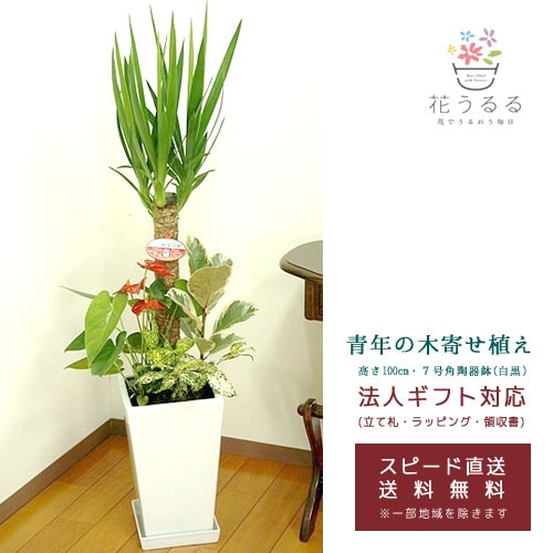 観葉植物 寄せ植え(ユッカ)7号角陶器鉢|(白黒) 高さ約1m 【kan