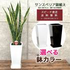 ���տ�ʪ ���󥹥٥ꥢ6��ȭ(���٤�ȭ6��)�⤵��70cm ���󥻥٥ꥢ �ȥ�Υ� ��Ź�ˤ� ���۽ˤ� �ץ쥼��� ���۽ˤ� ����ƥꥢ �������� ����̵��