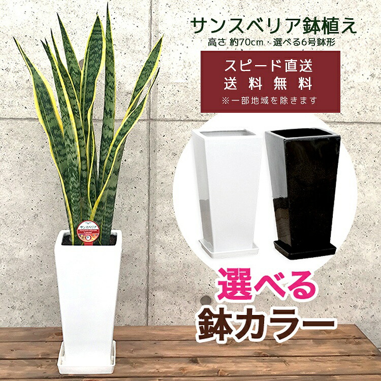 観葉植物 サンスベリア6号鉢(選べる鉢6種)高さ約70cm サンセベリア
