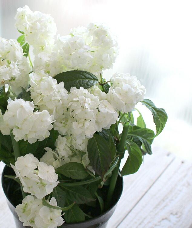 【専用商品】　特選　アジサイ　5寸1種4鉢 ホワイトウェイブス　秋色アジサイ 専用商品】 特選 アジサイ 5寸1種4鉢 ホワイトウェイブス 秋色アジサイ