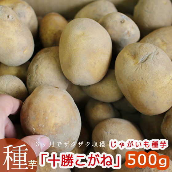マツコの知らない世界で特集／じゃがいも 種芋 種イモ「十勝こがね500g