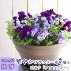 �ӥ���δ󤻿���[������(�ץ�󥿡�ver]������ �ե����ե� ������ �ץ쥼��� ���� �� �� ������� ȭ���� ȭ�� �����ǥ˥� �ե� ���� ���ե� ���� ȭ £��ʪ ���å� �� ���ˤ� ���ꥹ�ޥ� ���� ����
