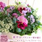 �ӥ���δ󤻿���[���������硼��(�ץ�󥿡�ver] 