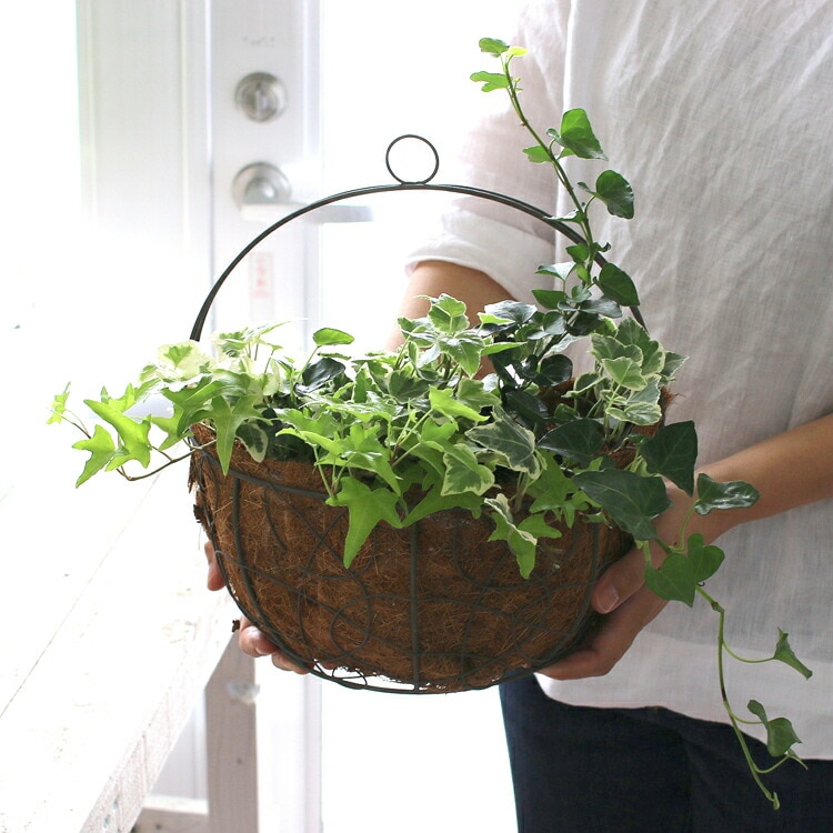 アイビーの壁掛け寄せ植えバスケット」(04-3008)ヤシ繊維マット