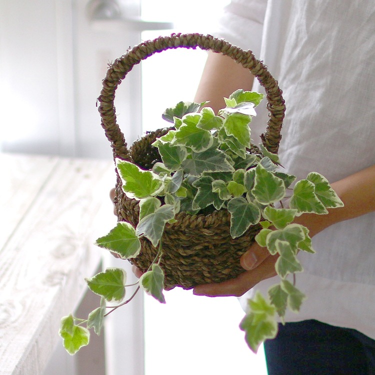 �֥����ӡ� �ꤵ������ S��(01-1823)��ȭ �󤻤��� �󤻥���