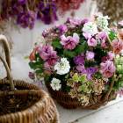 �ڥ���������ǽ������̵���֤ۡ��������㥶��� �֤����󤻿���(�ͥ�������(���㥶��� �󤻿��� ���� �ߥ塼��ߥ�