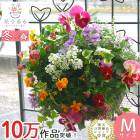�ѥ󥸡����ӥ���Υϥ󥮥󥰥Х����å� �֤���� �󤻿��� [�����������]M������