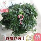 �ɤ�ʲֿ����餯���ɥ��ɥ����ѥ󥸡� �ӥ���Υϥ󥮥� �֤����󤻿���]M������