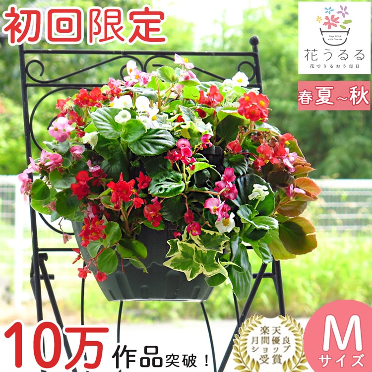 ��� �ϥ󥮥󥰥Х����å� �󤻿��� [�٥��˥���] M������