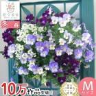 ӥΥϥ󥮥󥰥Хå ֤ 󤻿 []M