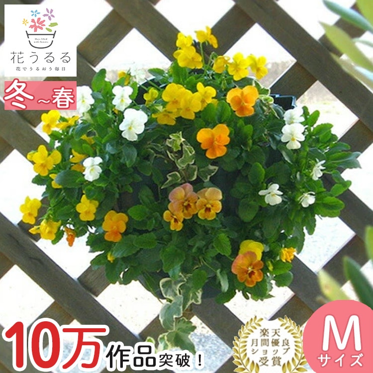ビオラのハンギングバスケット 花うるる 寄せ植え [サニー] Mサイズ