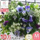 �ѥ󥸡����ӥ���Υϥ󥮥󥰥Х����å� �֤���� �󤻿��� [SKY(������] M������