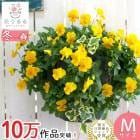 ӥΥϥ󥮥󥰥Хå ֤ 󤻿 [] M ץ