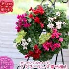 �꡼�� �󤻿����ڥ����ǥ󥷥�����Υϥ󥮥�*��󥰡�