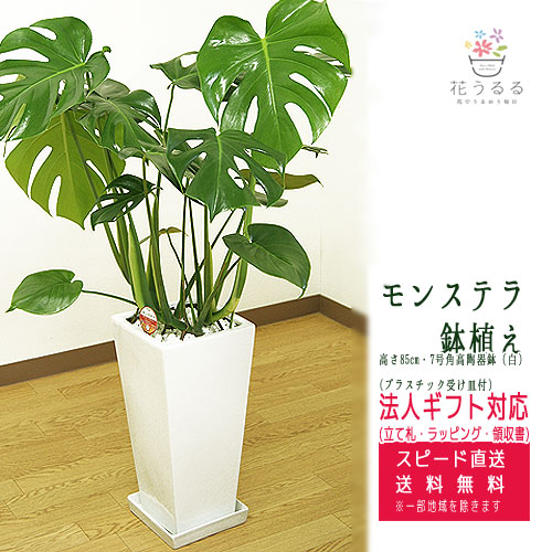 モンステラ 観葉植物 ホワイト鉢 観葉植物 モンステラ7号角高陶器鉢(白) 高さ約85cm | 観葉植物
