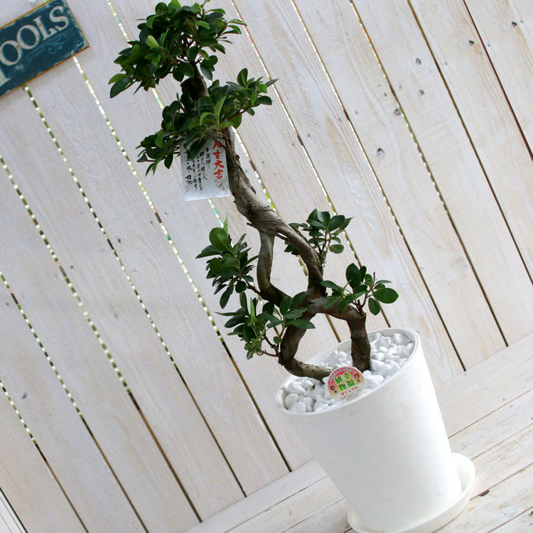 ガジュマルの木 8号鉢 受け皿付(観葉植物 鉢植え) | 観葉植物 | 花